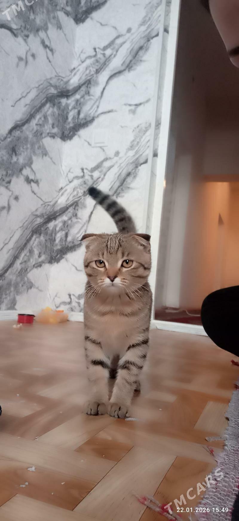 wislauhi pisik - Туркменабат - img 1