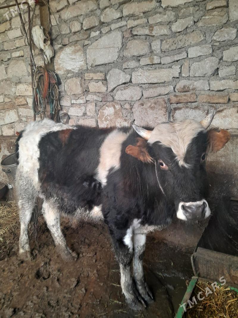 Öküz - Гызыларбат - img 1