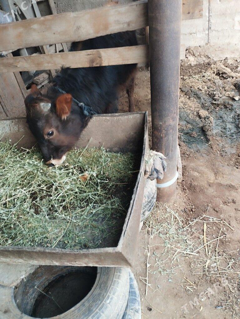 swes okuz - Büzmeýin - img 1