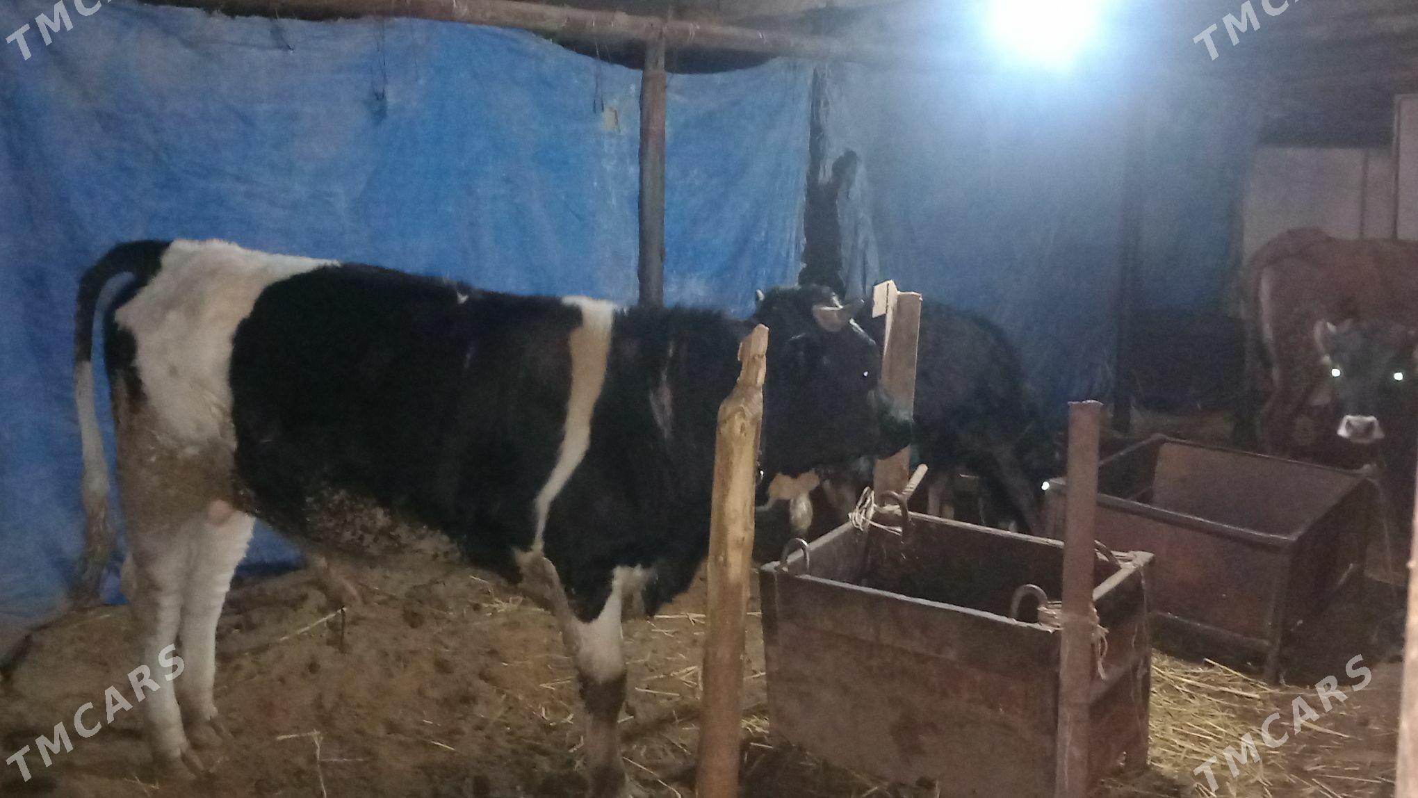 окиз ала - Änew - img 1