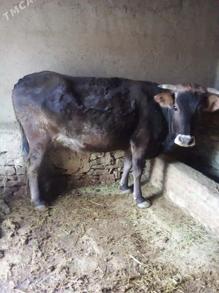 sygyr - Bäherden - img 1