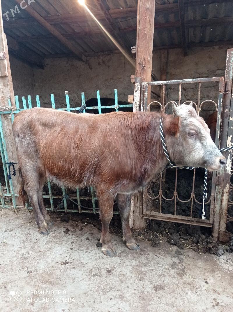 Okuz - Aşgabat - img 1