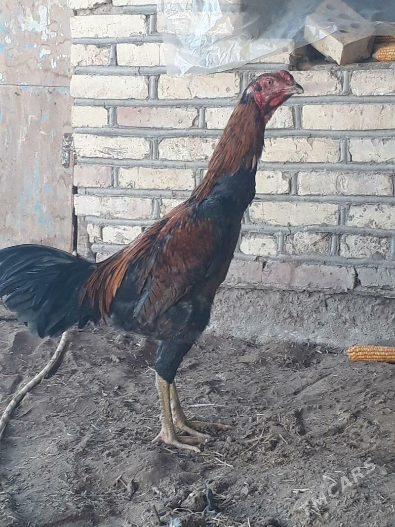 bayes horaz - Mary - img 1