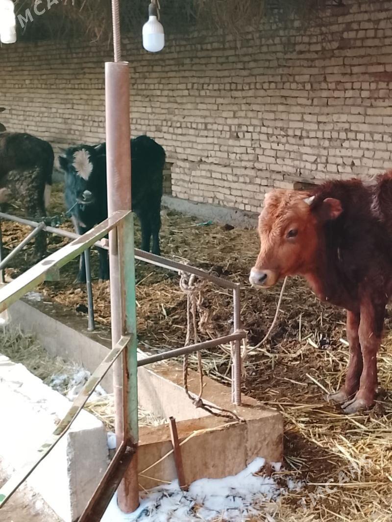 okuzler - Dänew - img 1