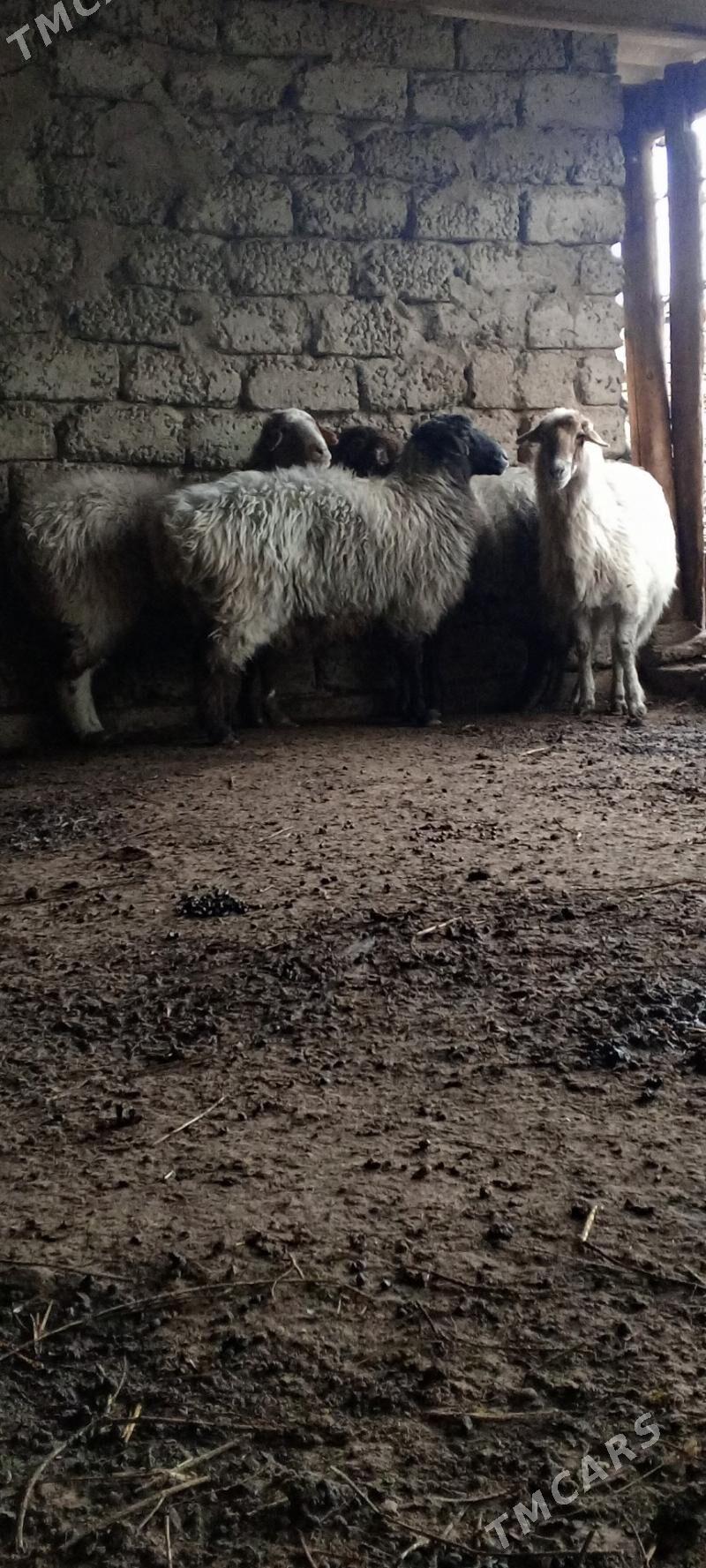 goýun. - Ашхабад - img 1