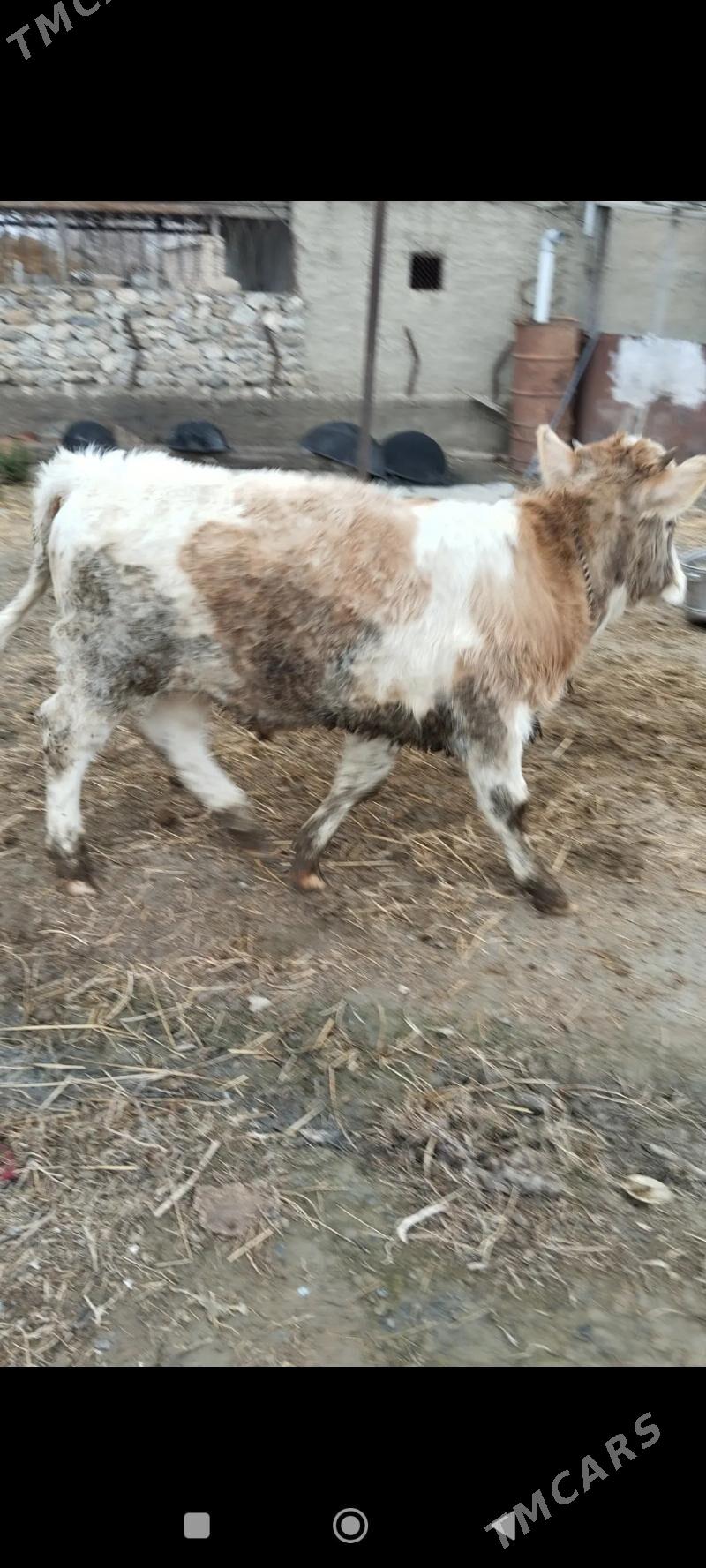 simental okuz - Aşgabat - img 1