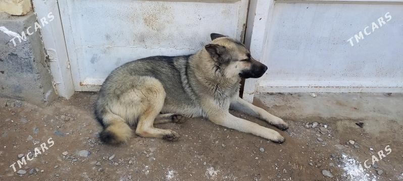 It. Awçarka - Гызыларбат - img 1