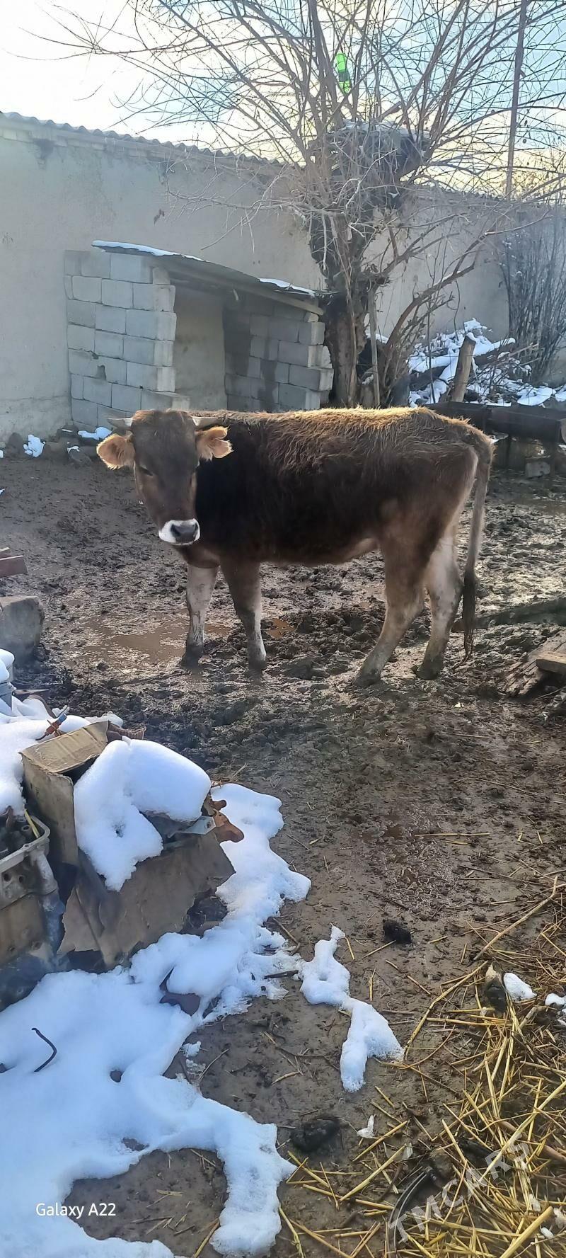 tüwe - Magtymguly - img 1