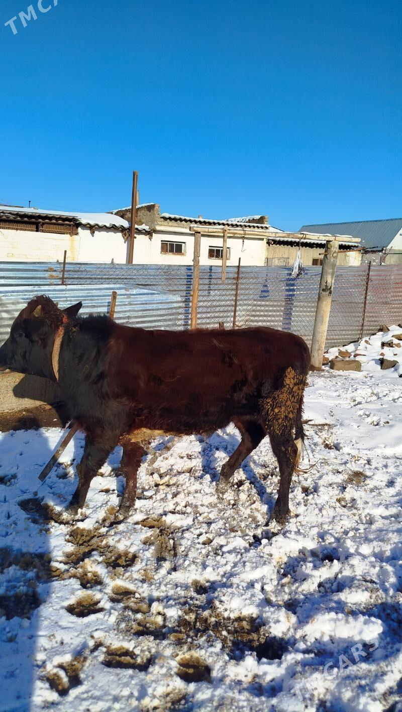 okuz - Gökdepe - img 1