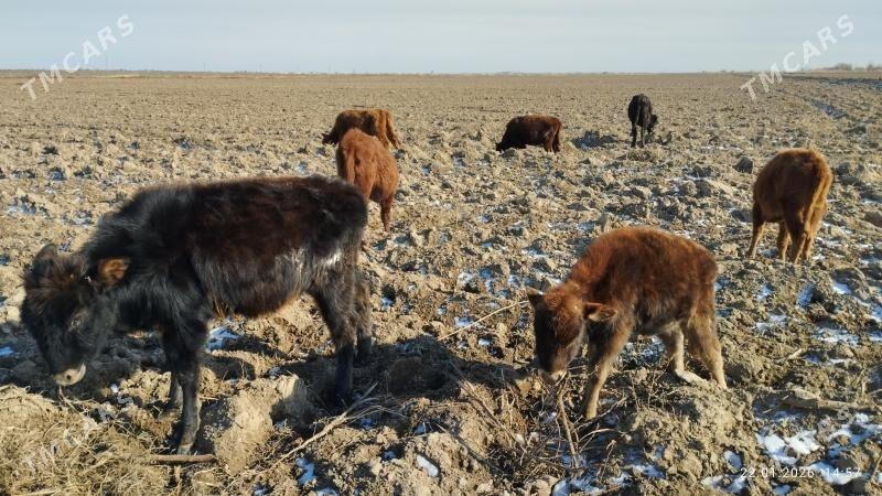 Gulajyn göleler - Векильбазар - img 1
