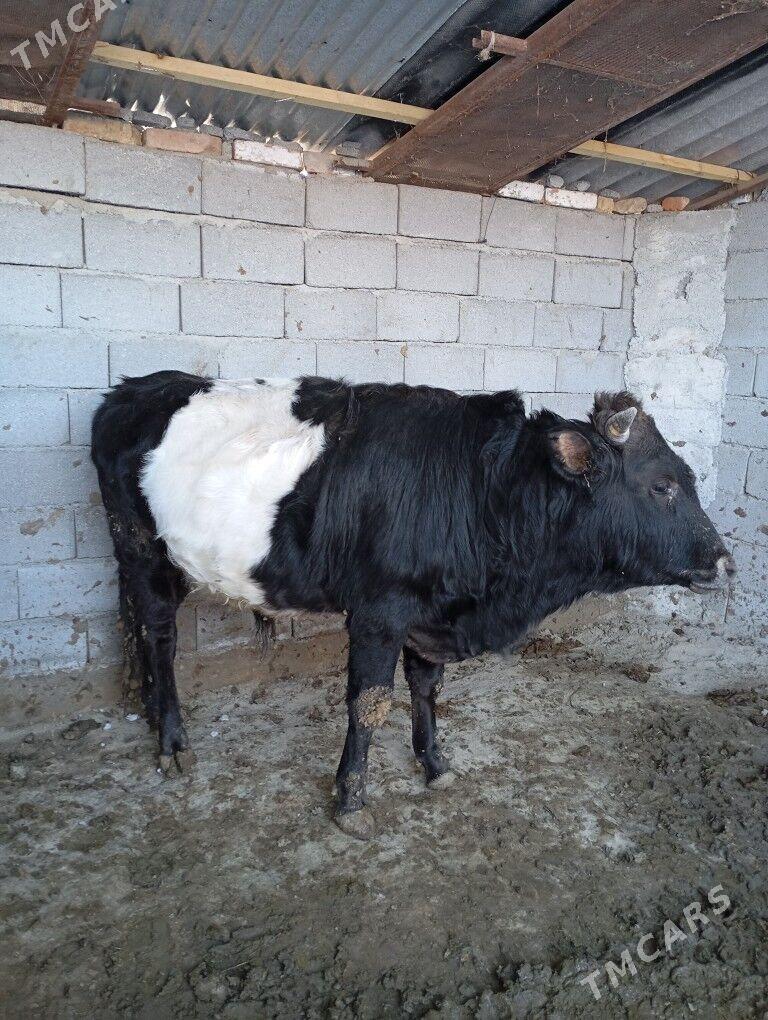 okiz - Кипджак - img 1