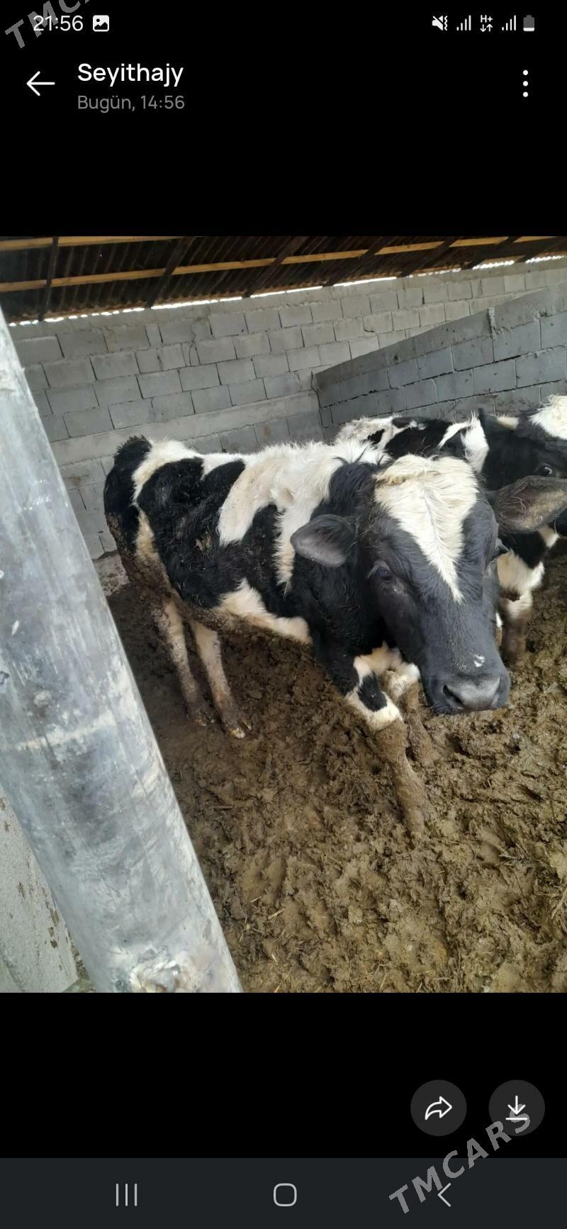 Okuz - Bäherden - img 1