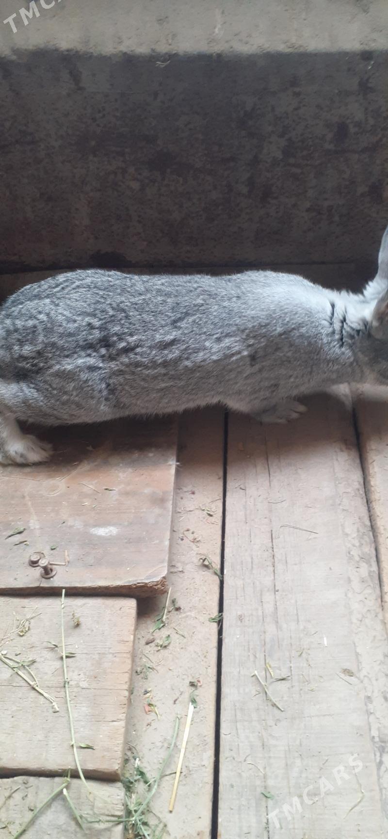 erkek towsan - Çärjew - img 1