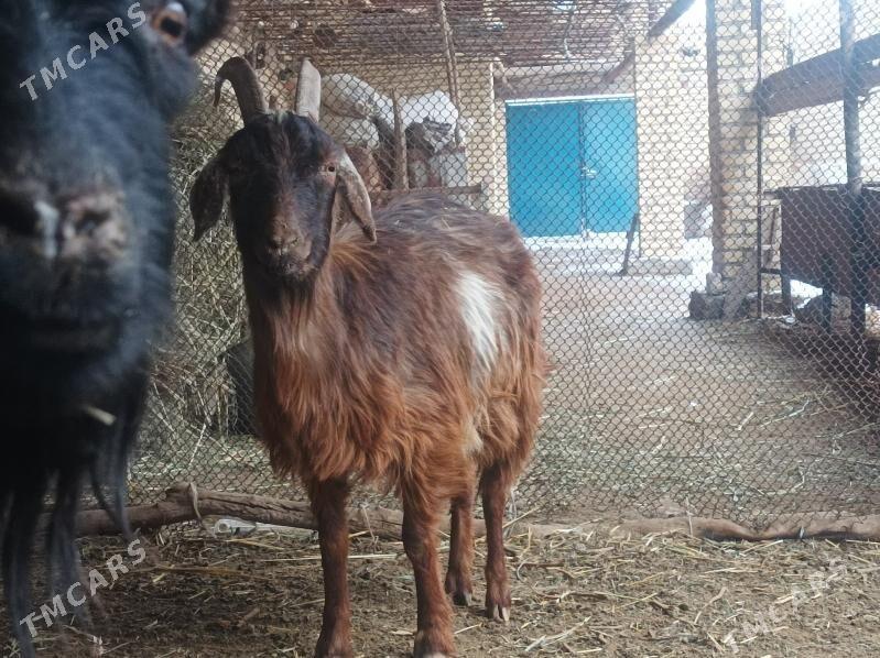 Geci goyun - Дянев - img 1