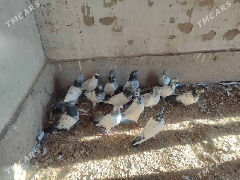 Dubaý - Дарганата - img 1