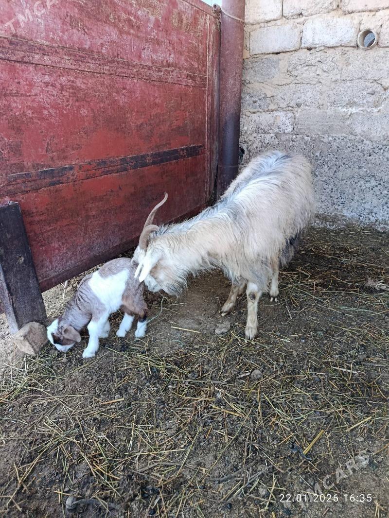 Geçi owlakly - Ашхабад - img 1