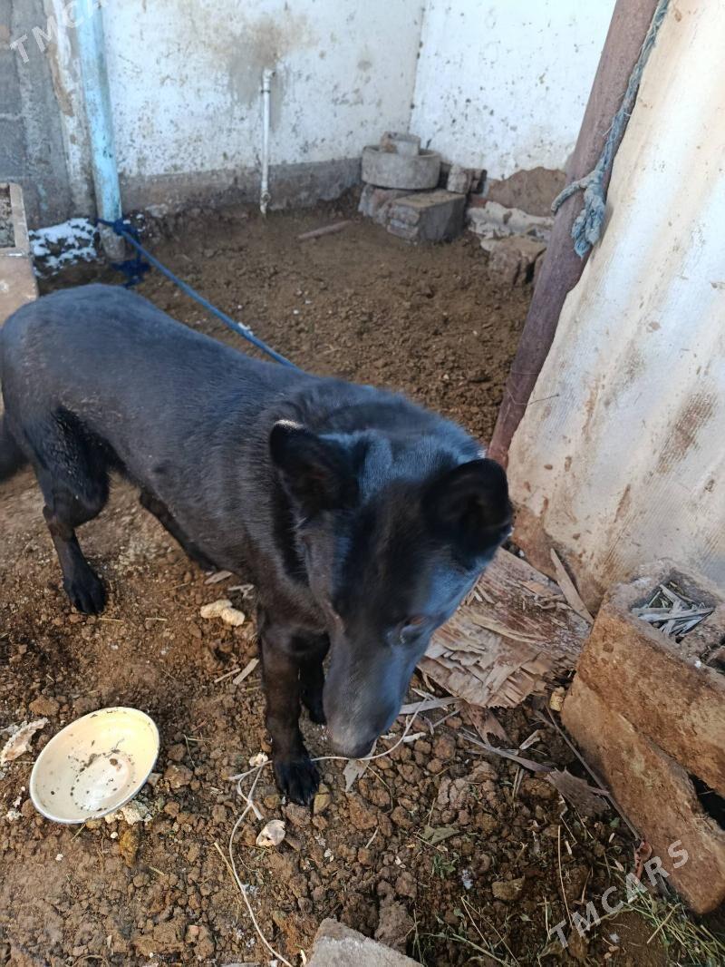 gujuk - Гёкдепе - img 1