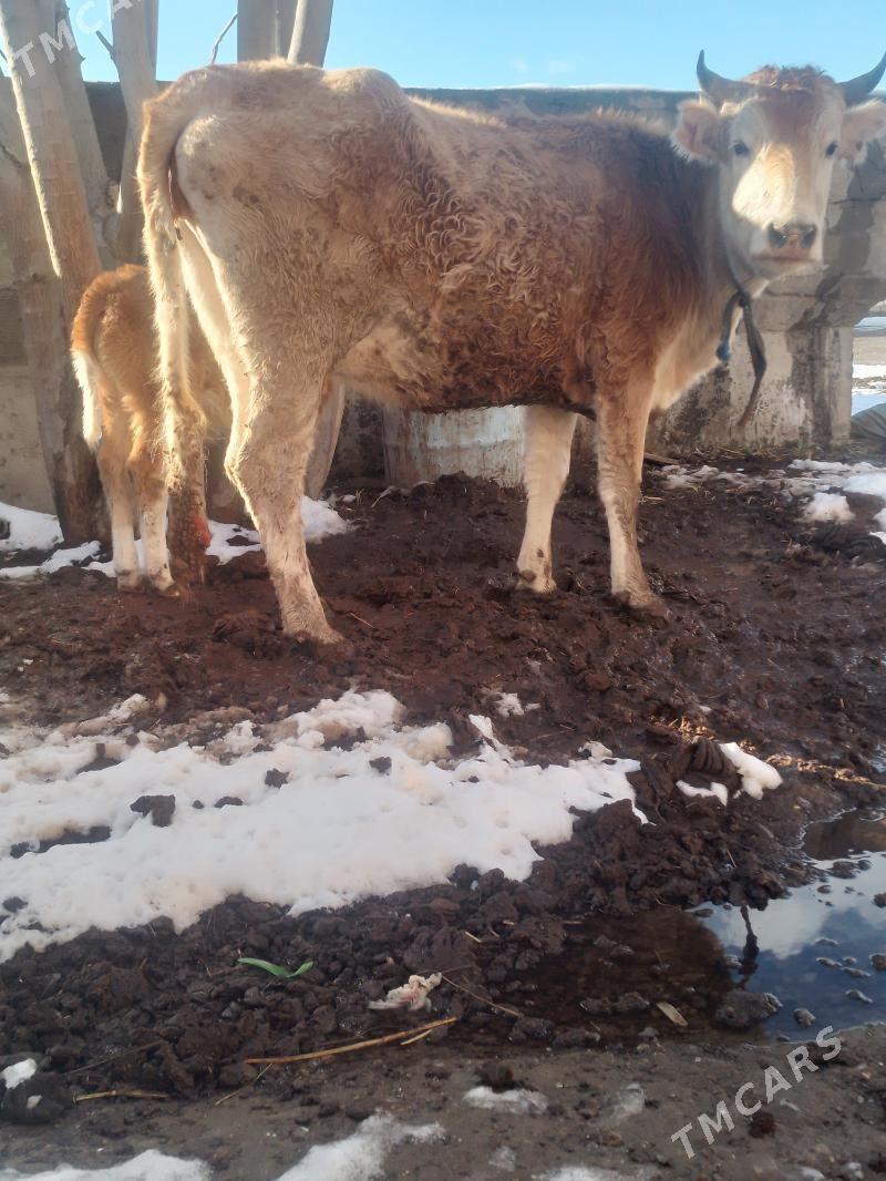 sygyr goleli - Gyzylarbat - img 1