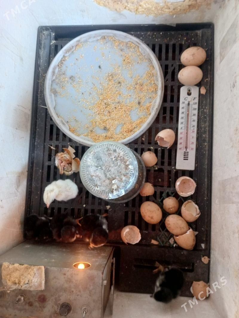 juje tasgenit - Ашхабад - img 1