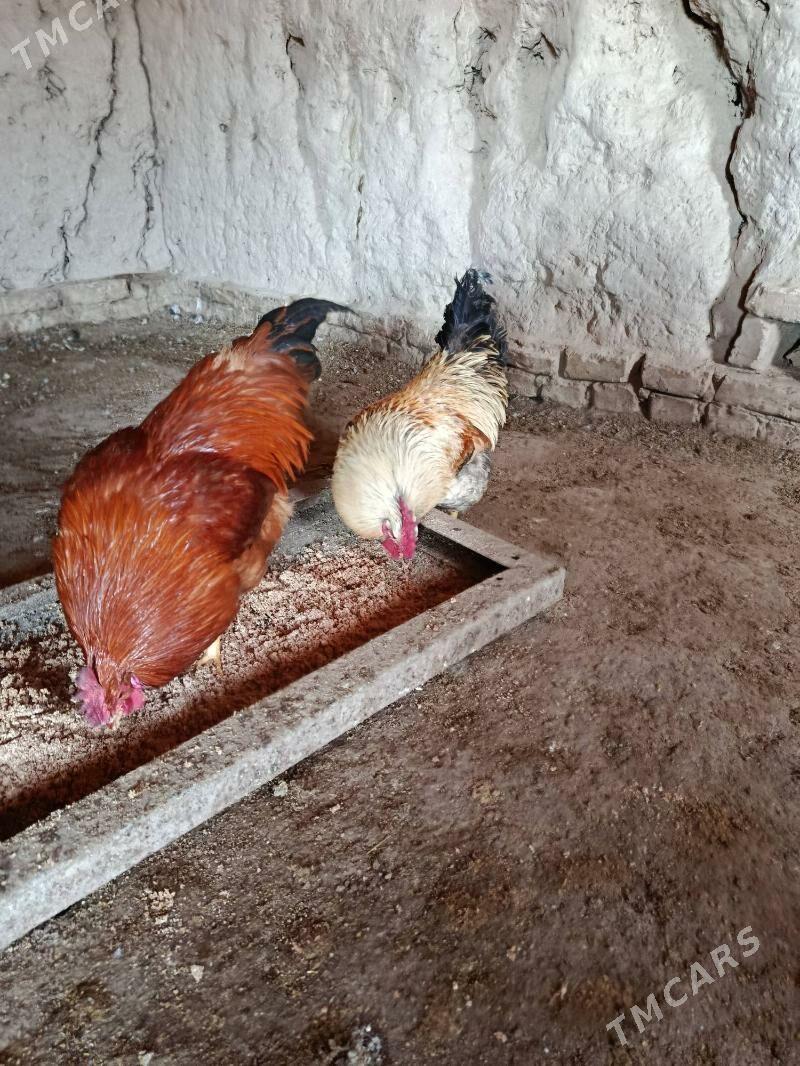 HORAZ - Гороглы (Тагта) - img 1