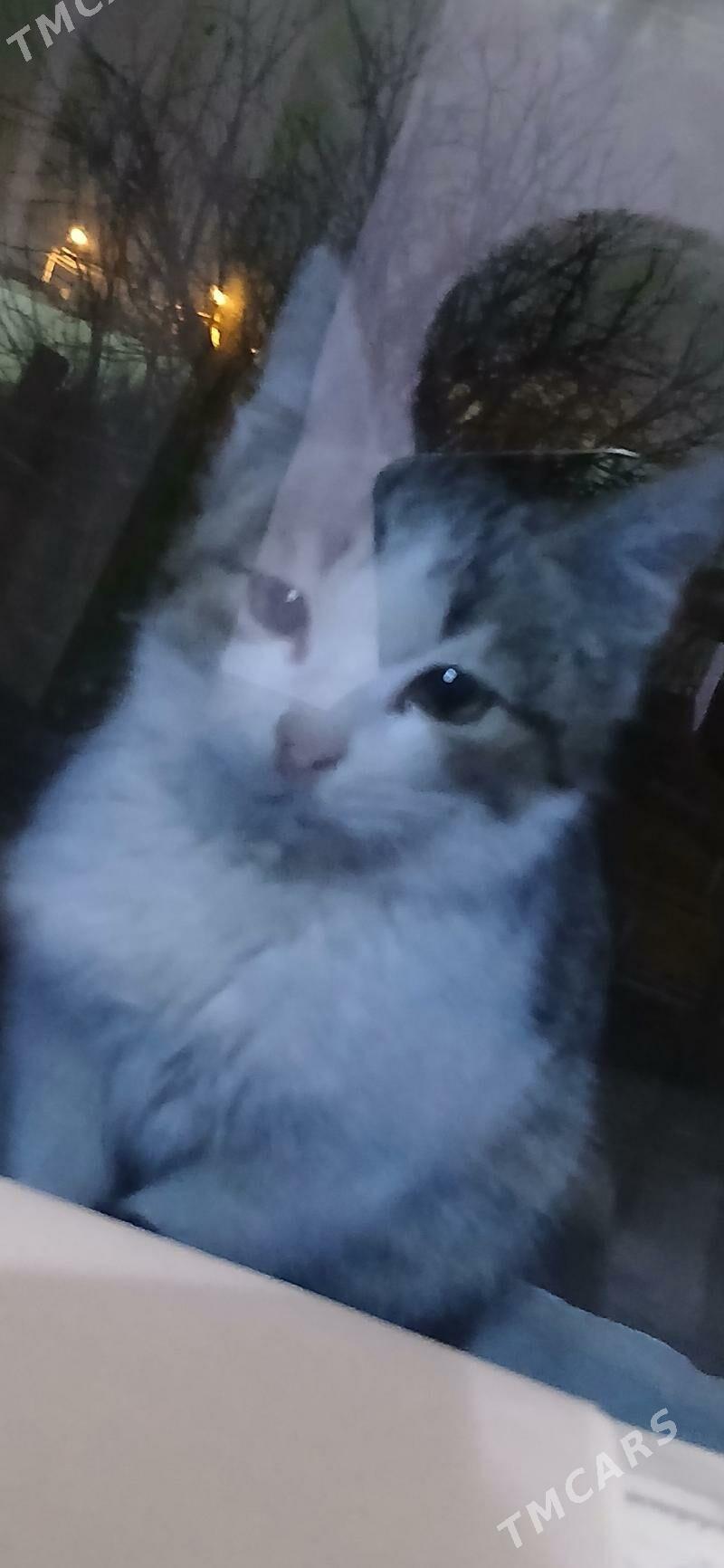 pisik - Дашогуз - img 1