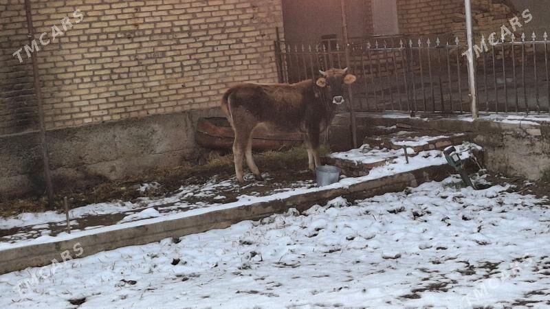 Şivet yetik bogaz - Чарджоу - img 1