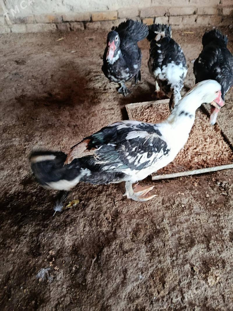 INDUŞKA - Görogly (Tagta) - img 1