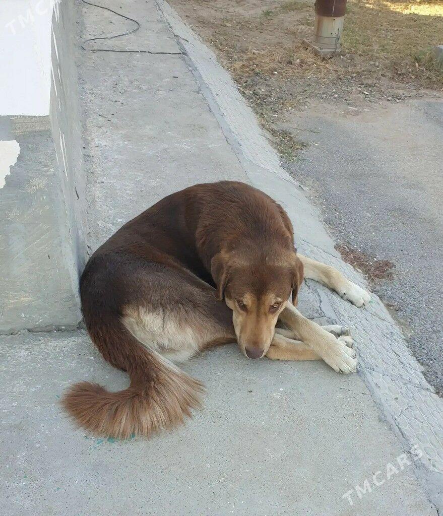 Собака - Бузмеин - img 1