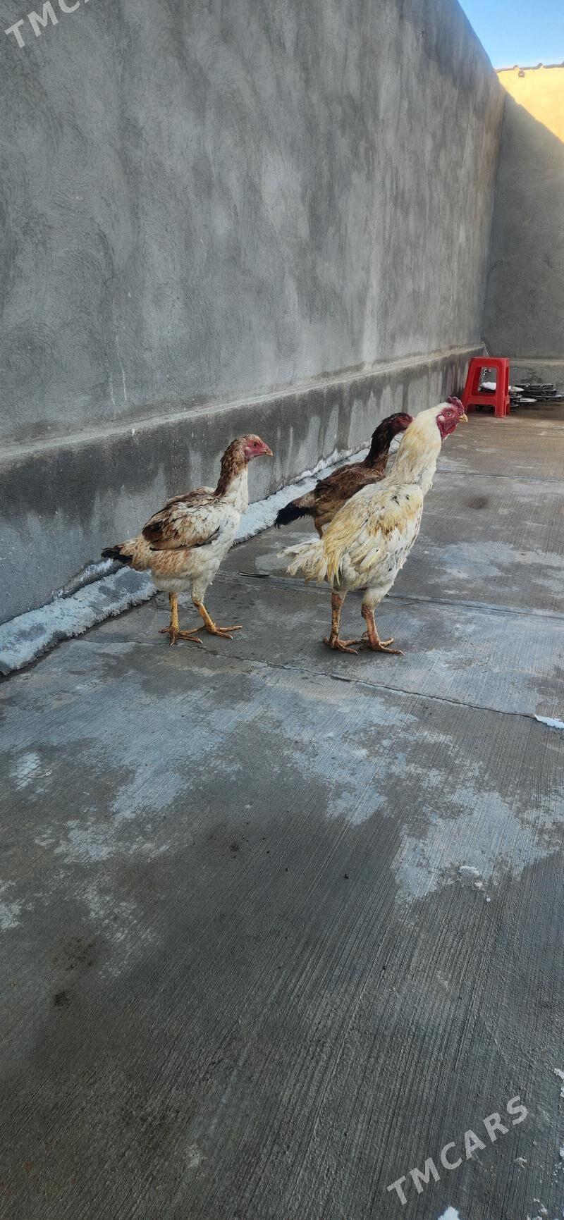 taskent towuk - Чоганлы - img 1