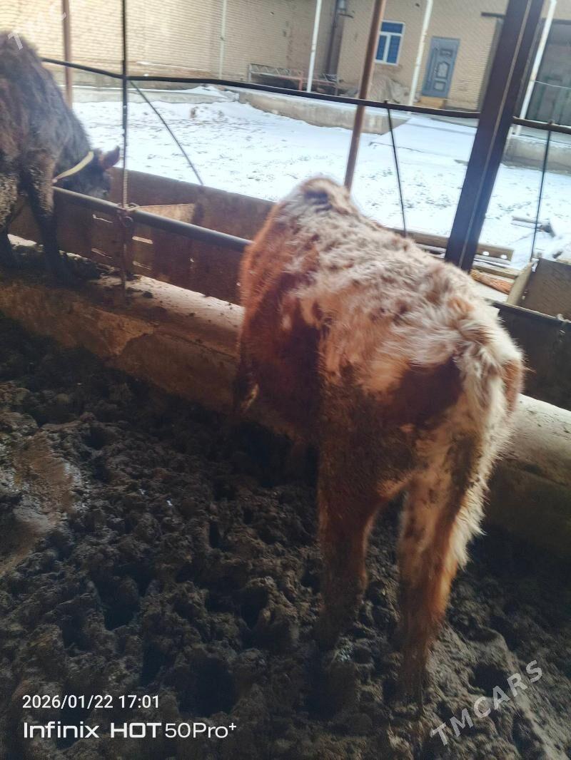 okuzler - Чарджоу - img 1