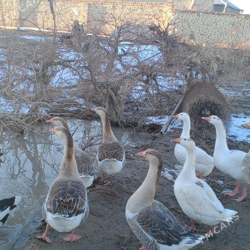 Gus - Байрамали - img 1