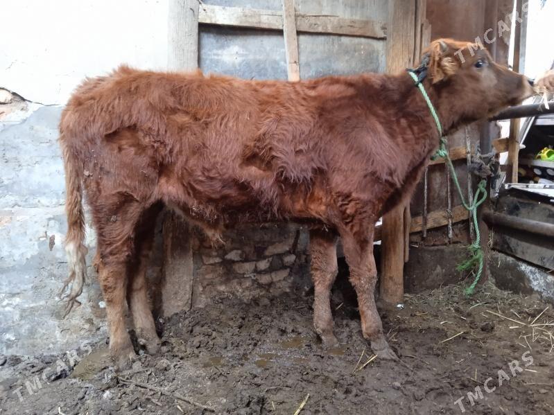 burlat öküz - Türkmenabat - img 1