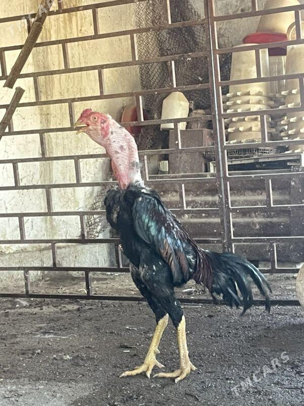 taskent - Aşgabat - img 1