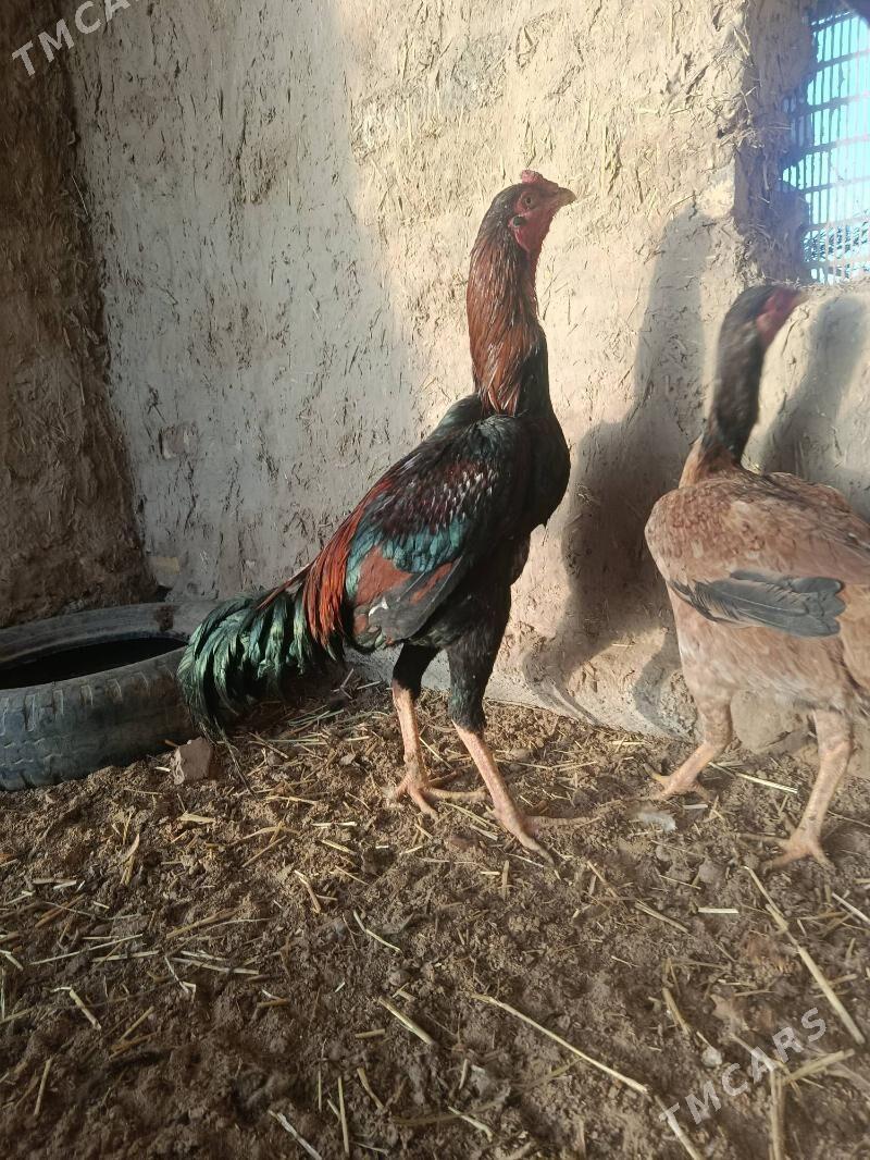 taşkent horaz - Теджен - img 1