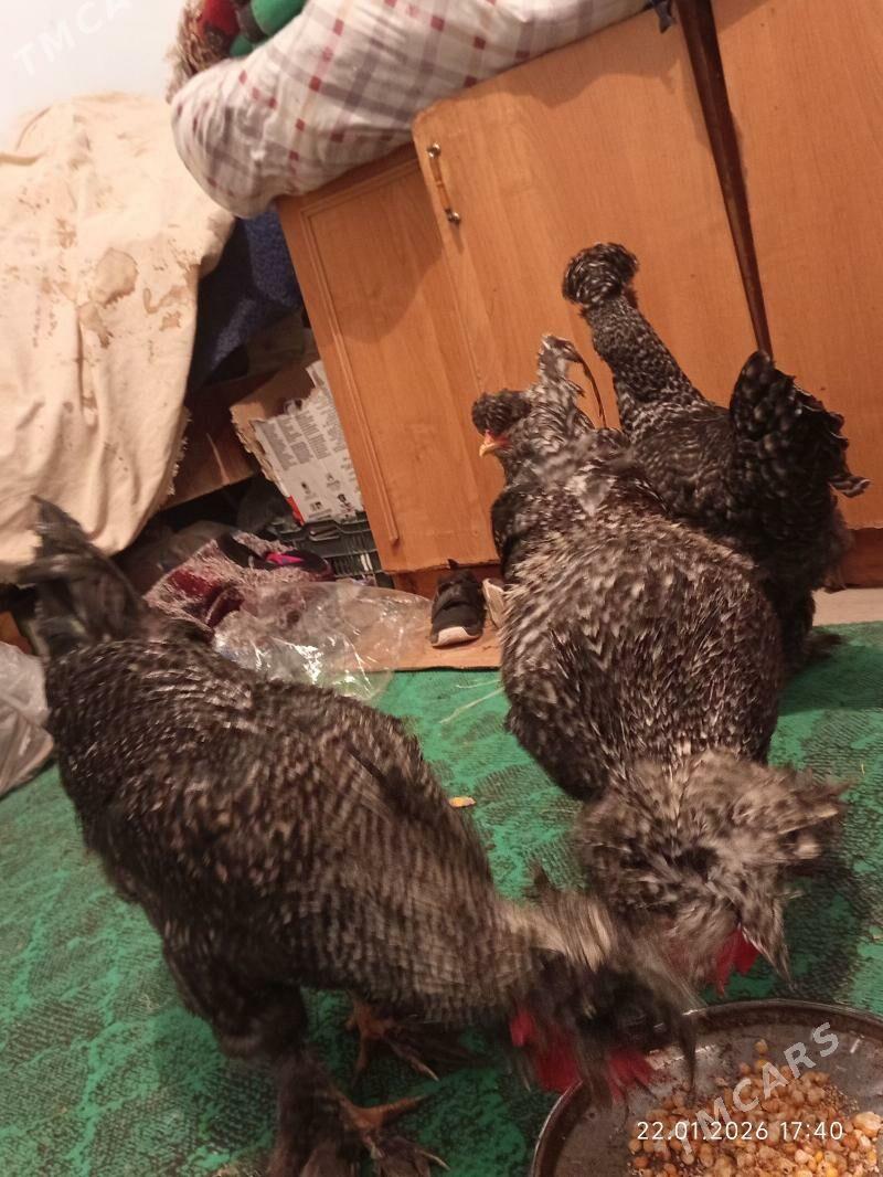 towuk - Çärjew - img 1