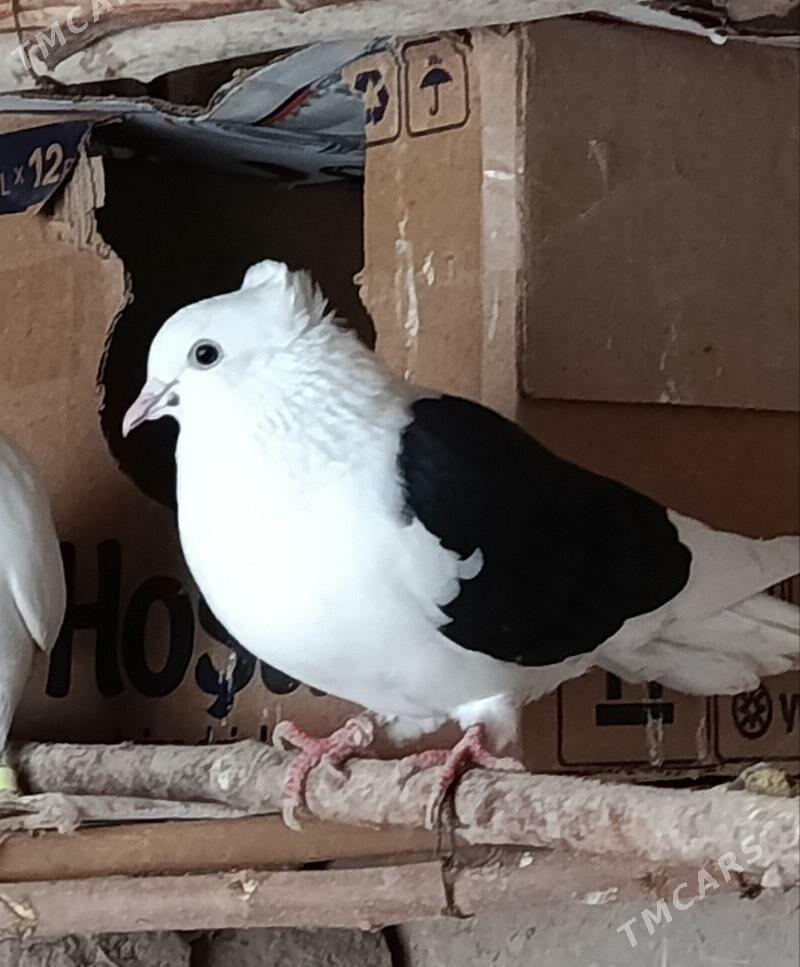 kepderi - Дашогуз - img 1