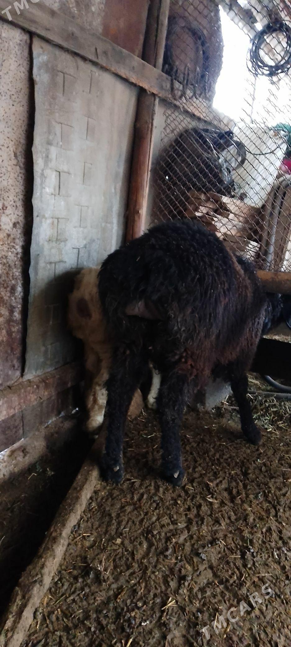 satlyk goyunlar iki gockar bir - Türkmenabat - img 1