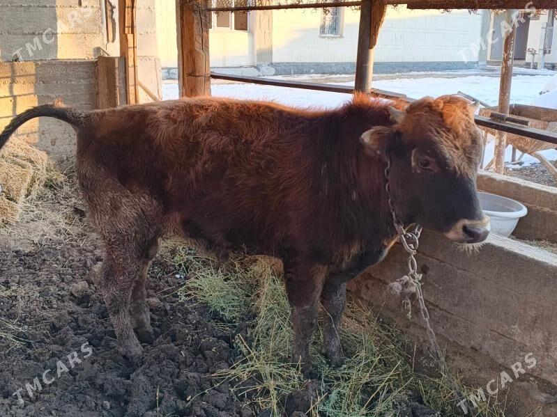 okuz - Кипджак - img 1