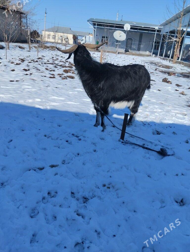 geçi - Ашхабад - img 1