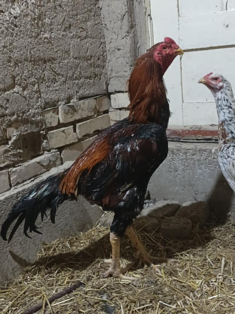 horaz - Daşoguz - img 1