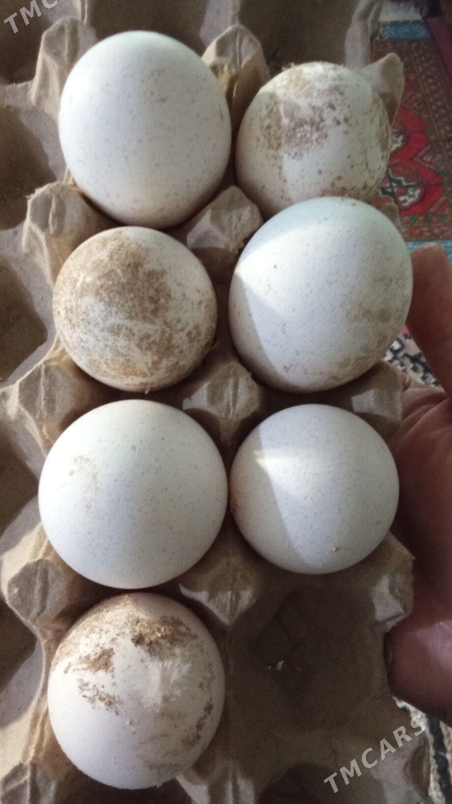 Induk ýumurtga - Herrikgala - img 1