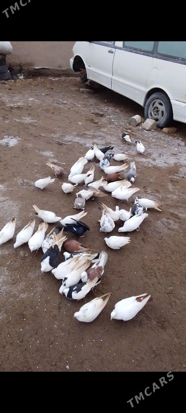 kepderi - Болдумсаз - img 1