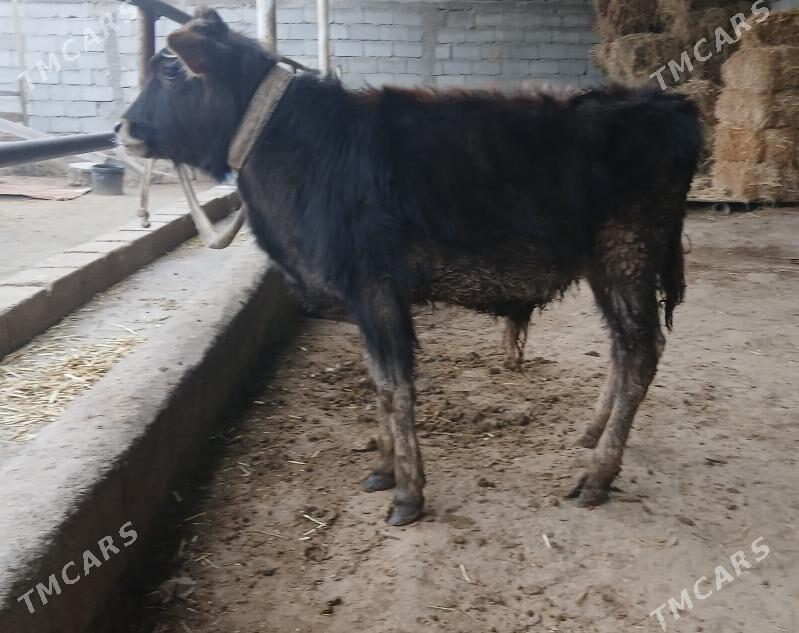 ÖKÜZÇE - Büzmeýin - img 1