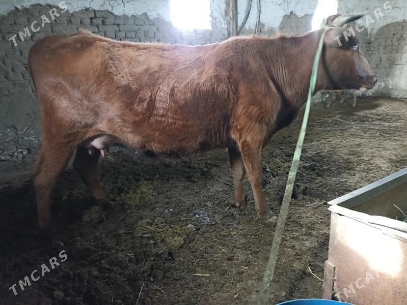 Göleli sygyr - Wekilbazar - img 1