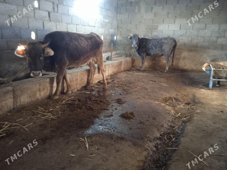 sygyr - Гызыларбат - img 1