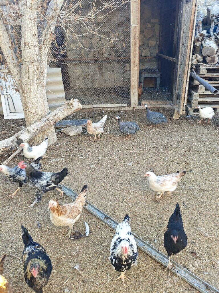 juyje sizarka horoz towuk - Balkanabat - img 1