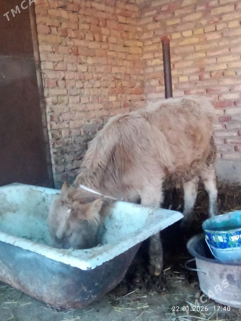 Tohum Öküz Gibrit - Гёкдепе - img 1