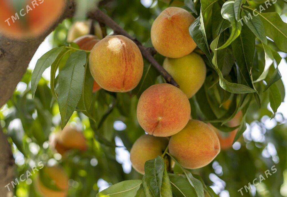 Setdaly Nahal - Aşgabat - img 1