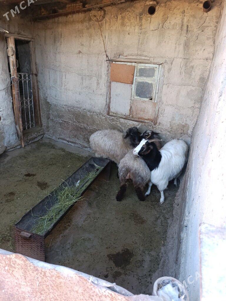 İssek - Gumdag - img 1