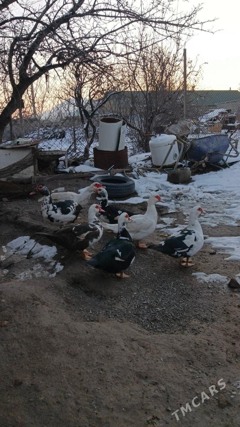 indautga - Gökje - img 1